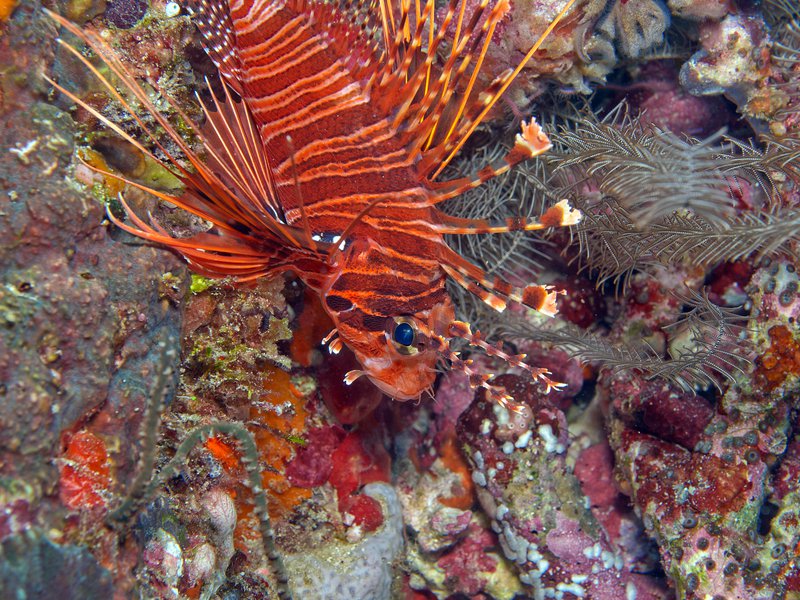 Lion Fish, Rubiah Sea Garden